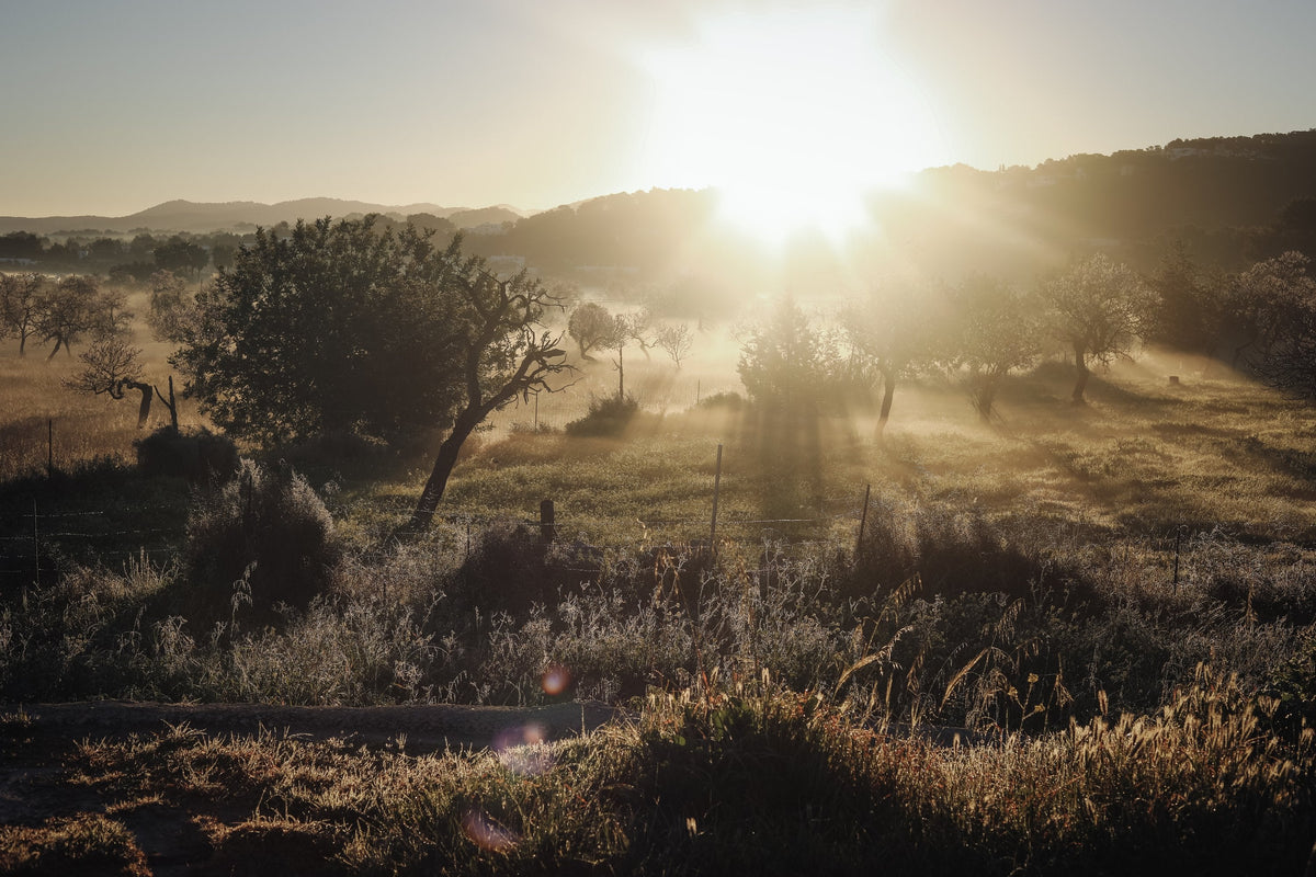 Sonnenaufgang über einem Feld mit Bäumen im Morgennebel