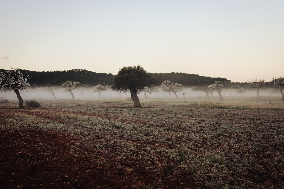 misty field with trees