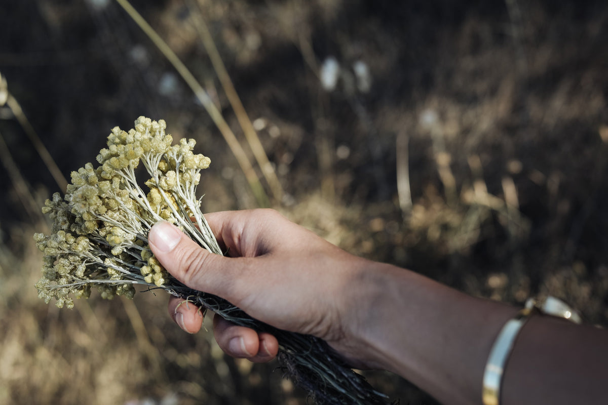hand holding dried immortelle blossoms