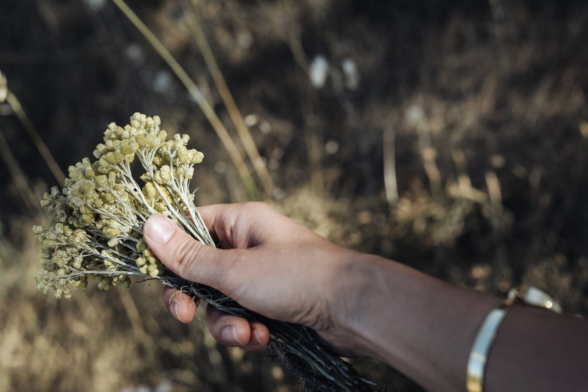 Hand hält frisch geerntete Immortelle im Feld